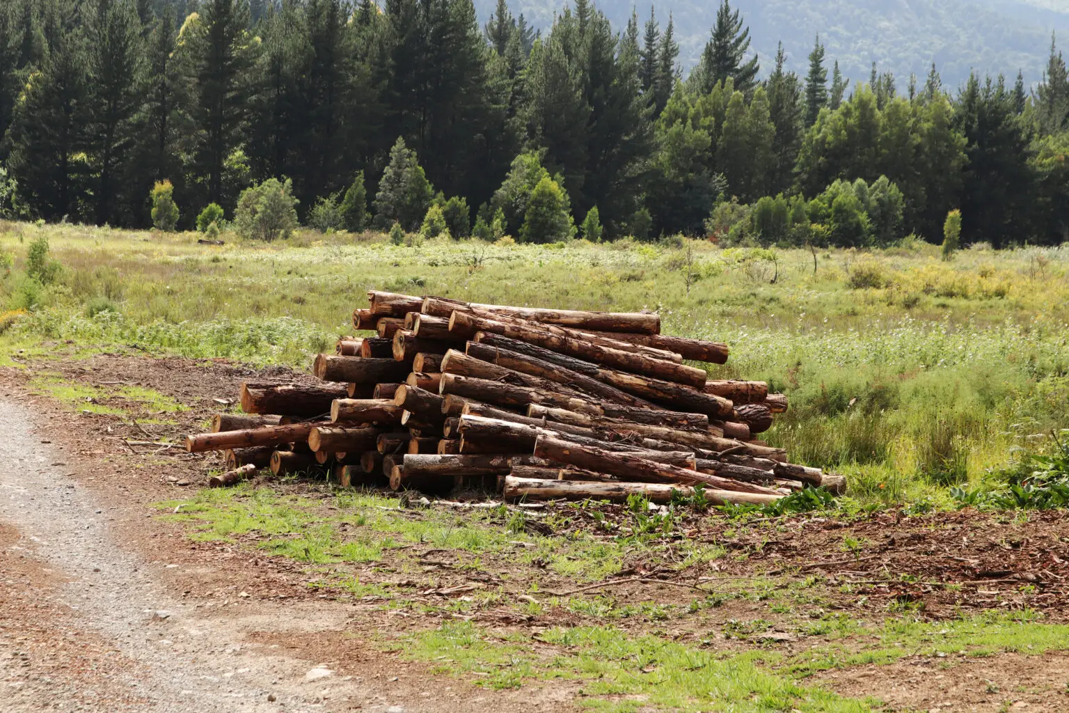 comprador de área degradada também responde pelo dano ambiental