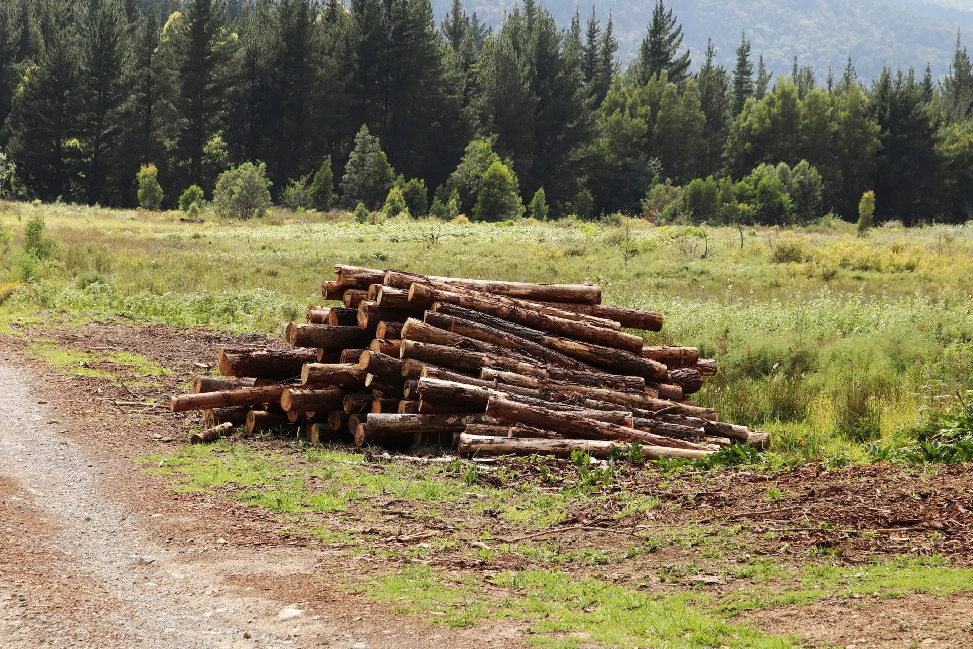 STJ estabelece que comprador de área degradada também responde pelo dano ambiental